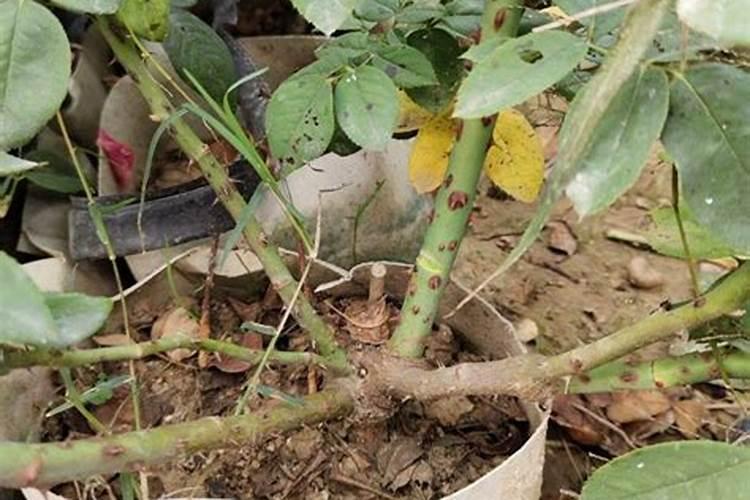 甘蔗要施什么肥才会甜 施肥方法是什么