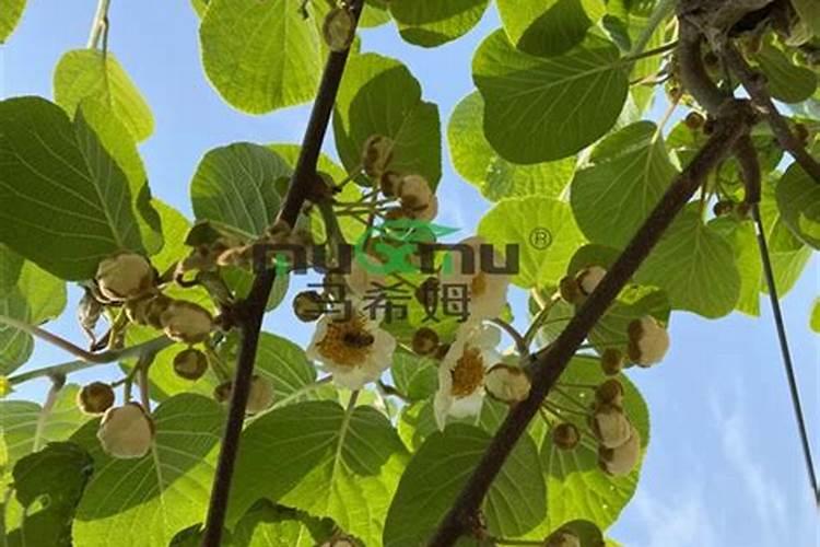 大豆开花期可以打药吗 大豆开花期可不可以打药