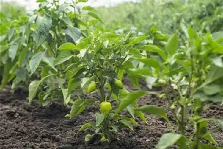 让辣椒高产的追肥建议,种辣椒用叶面肥哪个好