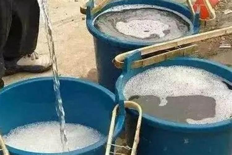 广玉兰树栽培管理