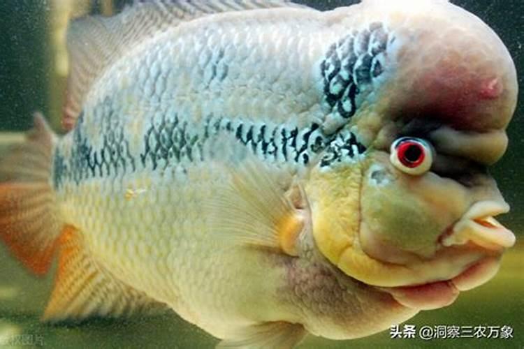 硫铵是什么