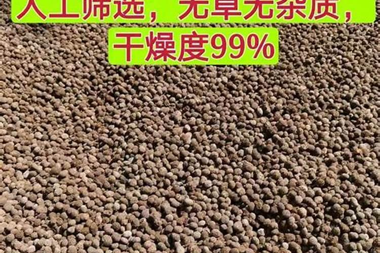 豆角种植怎样才能高产