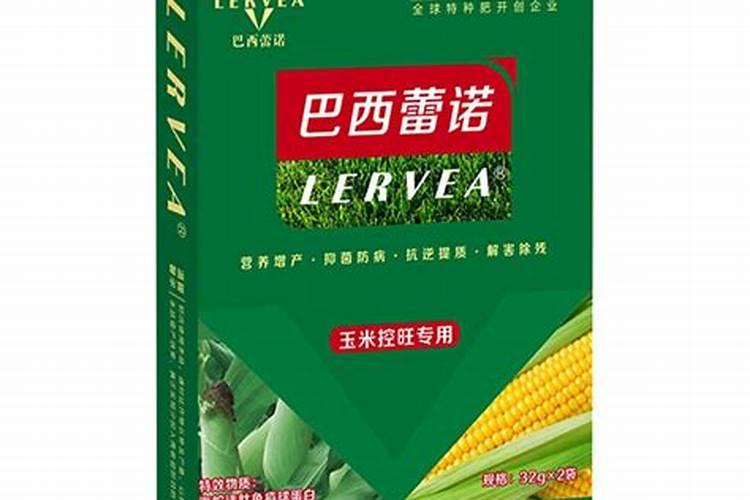 灯笼果能冶什么病 好吃又有药效作用
