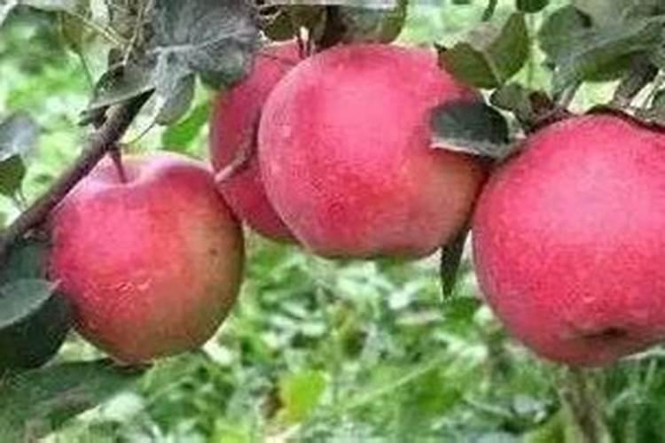 叶面肥十大品牌排行榜