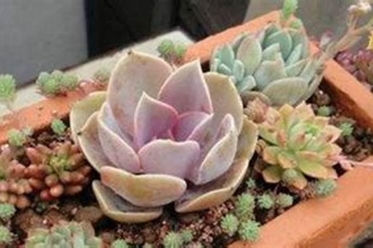 多肉观音莲怎样养让它快速的爆出小芽