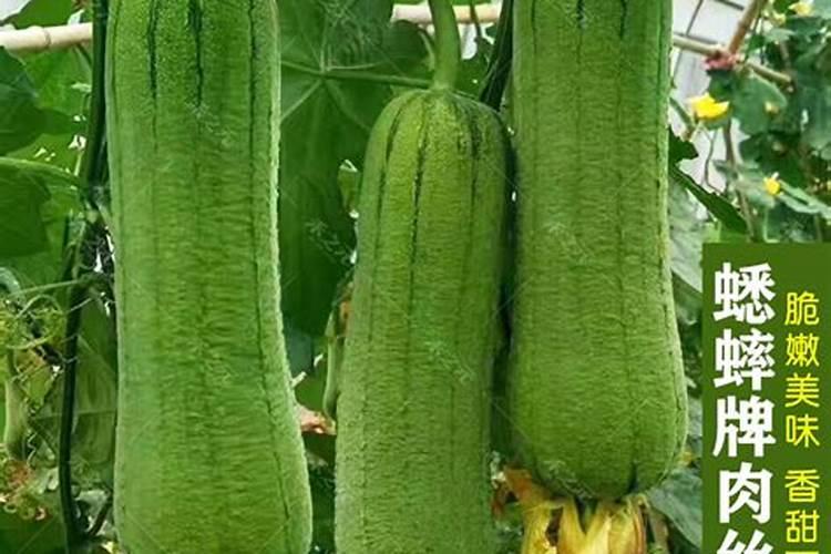 什么花喜欢鸡蛋壳肥料