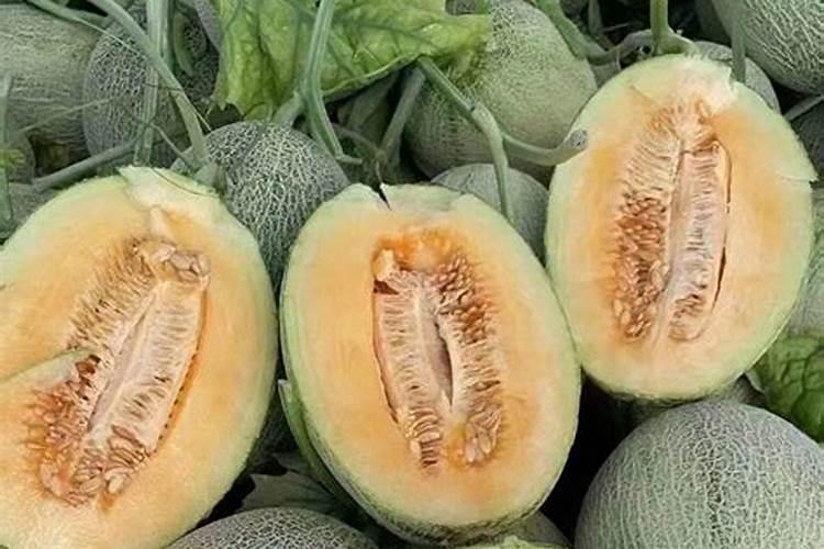 露地哈密瓜种植技术管理如何施肥浇水