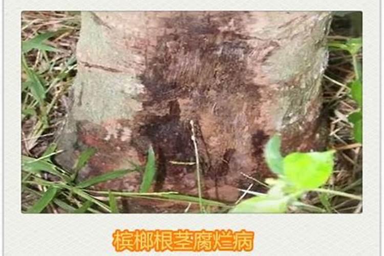 槟榔~高产的秘诀