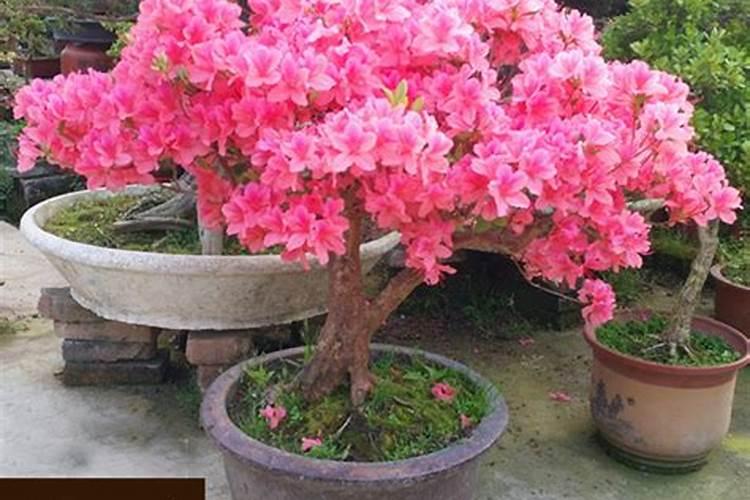 芸苔素使用技巧