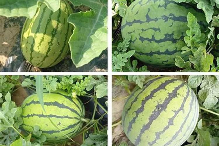 常绿植物的叶片为什么不会掉？