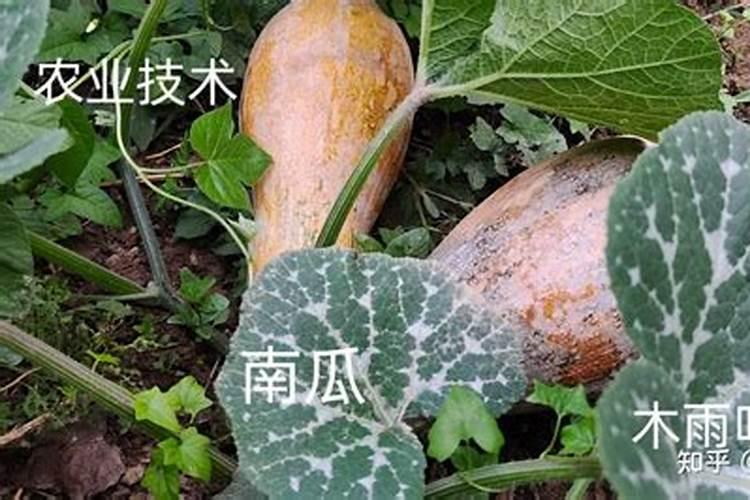 南瓜开花结果期施什么肥