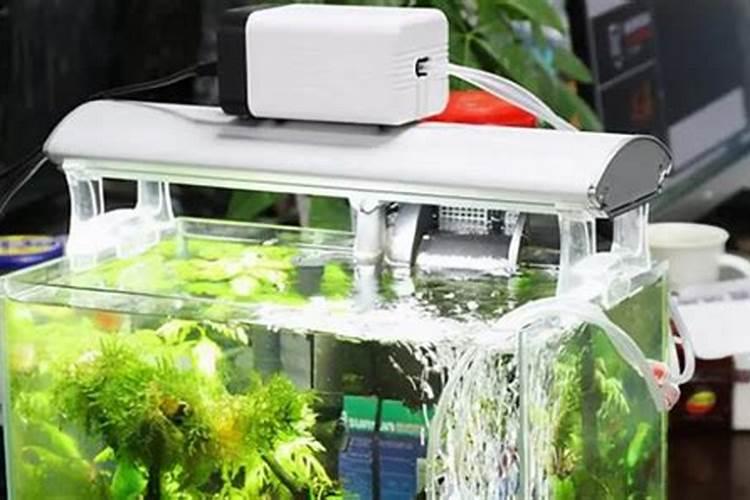 花生根的功效与作用