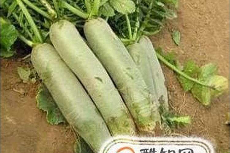 种青萝卜的方法和步骤