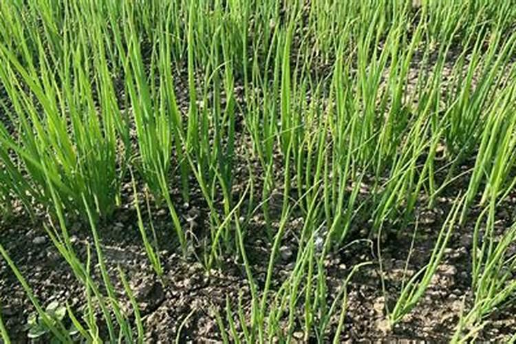 大疆t70撒肥最佳调法