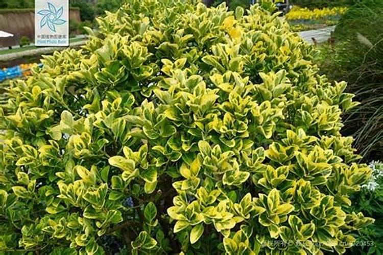 如何养护金边黄杨？