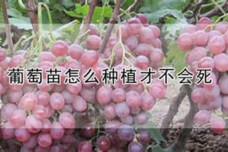 第一年葡萄小苗施什么肥