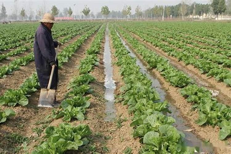 白菜出苗后多久施肥