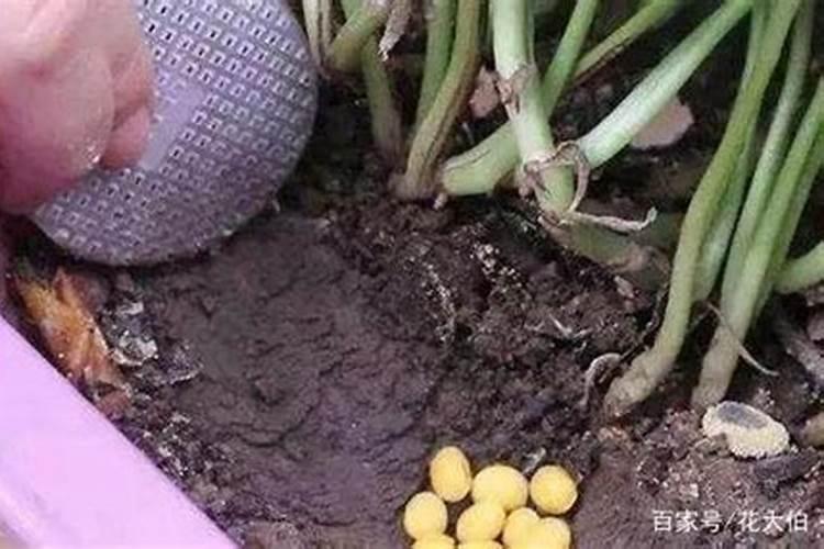 中国含腐植酸水溶肥十大排名