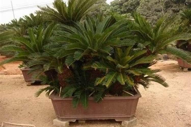 棉花的苗期对营养有哪些需求？