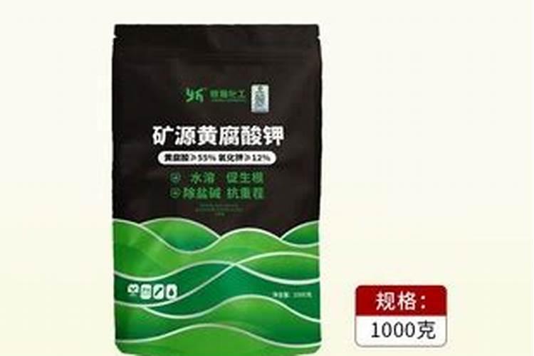 养玛格丽特花注意什么