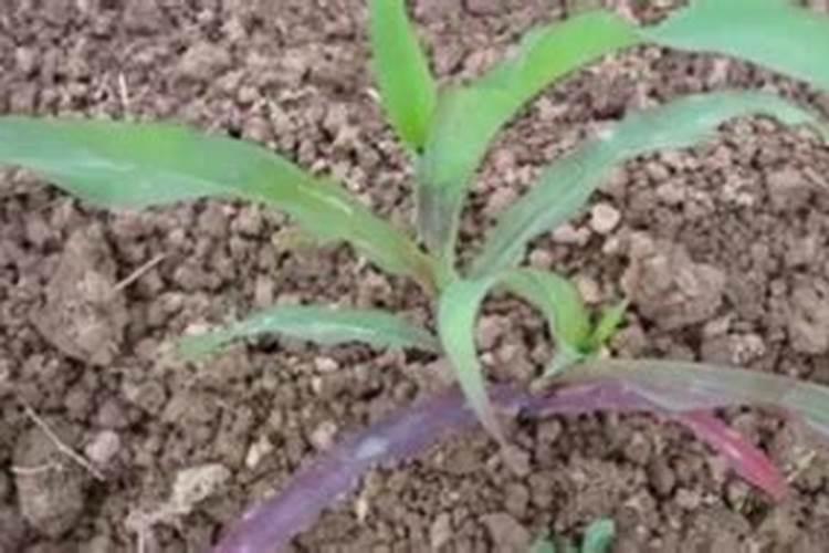 怎么拼多多的桶装水溶肥是真的吗