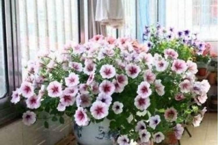 牡丹最怕哪三种肥料,如果用错了该怎么补救,平时应该施什么肥最好？