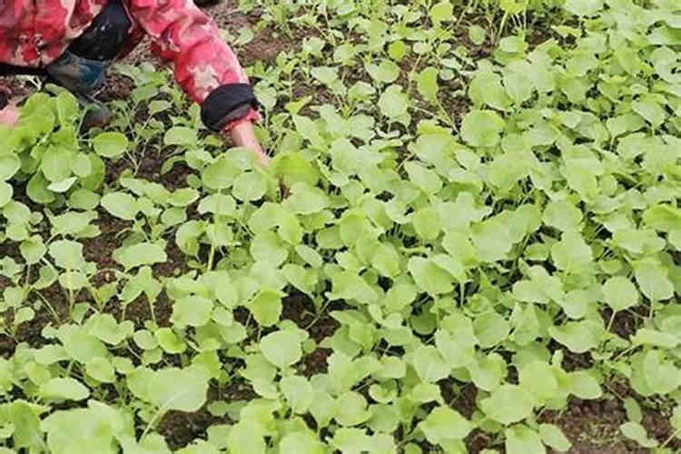 硫磺喷沃柑起到什么作用？会影响果甜吗？