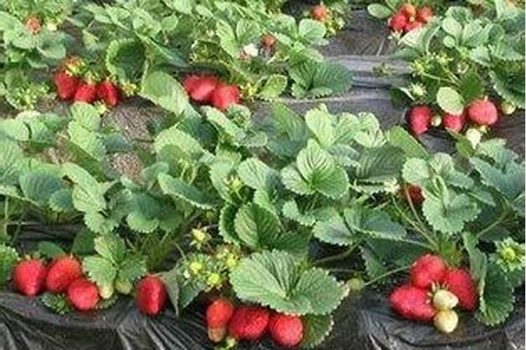 桉树用什么肥料生长快