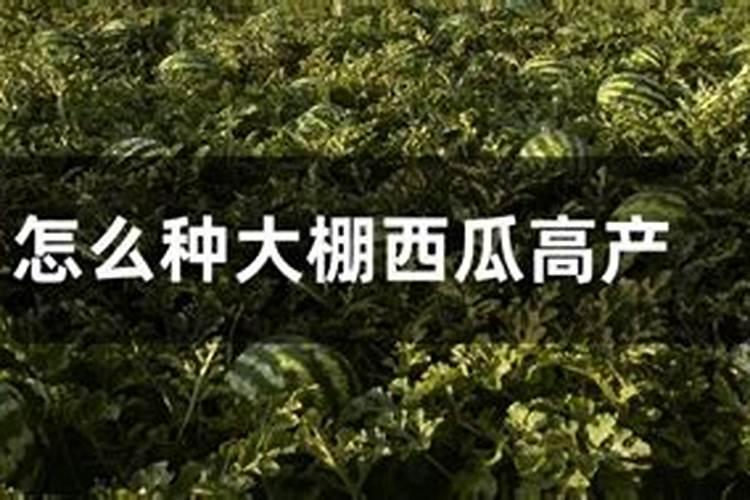 大棚西瓜六月管理要注意哪些 西瓜怎么施肥