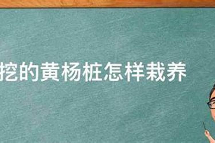 尿素和黄粪水可以同时用在麦田里吗？