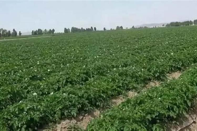 土豆施肥技术要点 马铃薯施肥技术要点