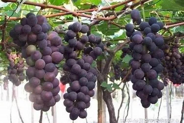葡萄转色期施什么肥