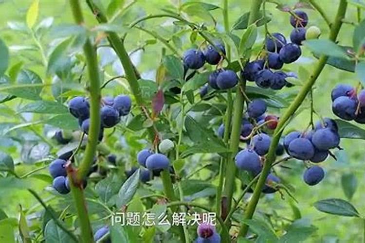 蓝莓施肥用什么肥料最好 种蓝莓用肥正确长得快