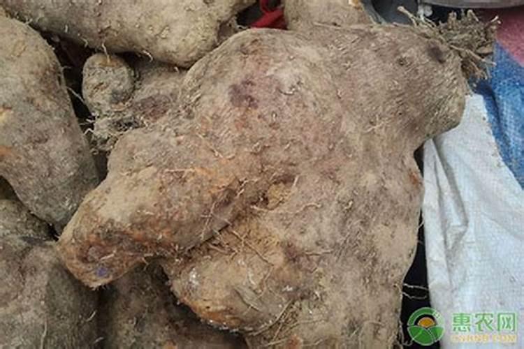 小麦想要高产需要注意哪些？用哪些肥料增产效果比较好