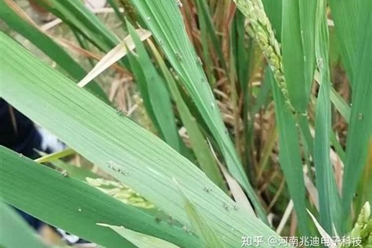 水稻分蘖期用什么叶面肥好