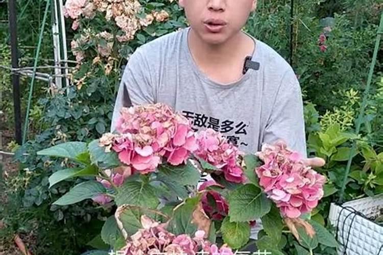 绣球花十月份还能修剪吗