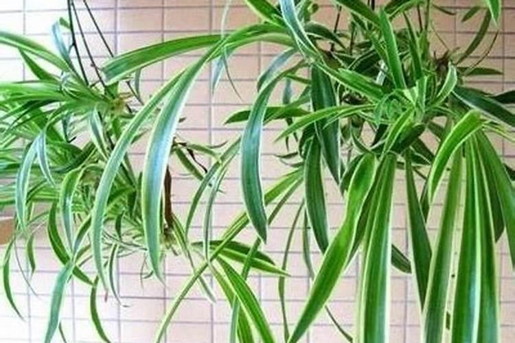 吊兰施什么肥料长得好