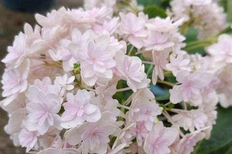 绣球花底肥放什么肥好