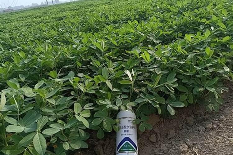 种植花生适合施用什么肥料 种植花生的施肥时间