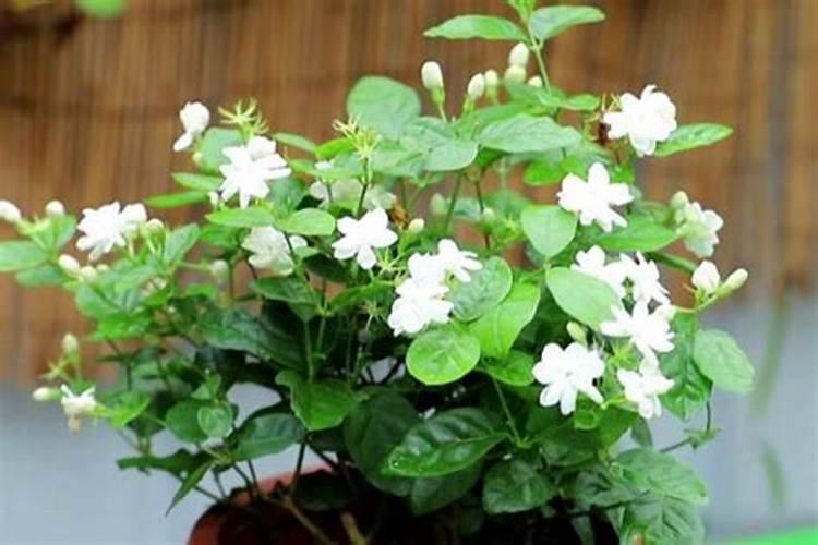 茉莉花怎么施肥施什么肥