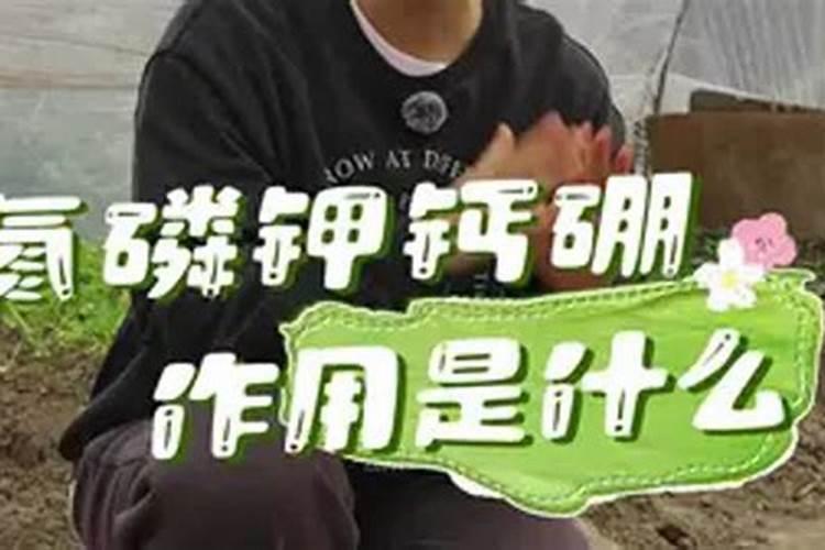 番茄怎样迅速彭果