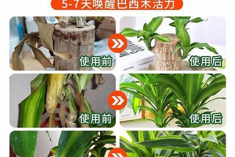巴西木施什么肥最好