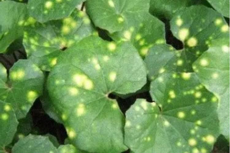 水里种地瓜,叶子黄了怎么办？