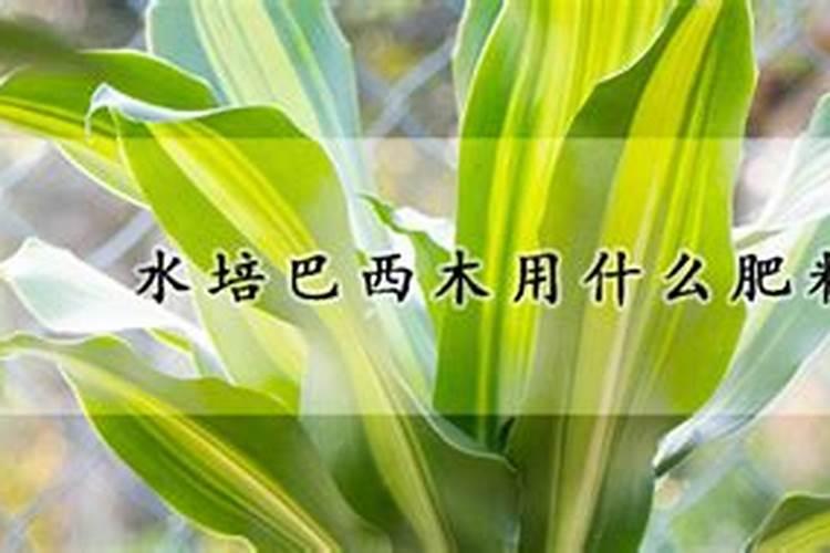 巴西木最好的肥料是什么？