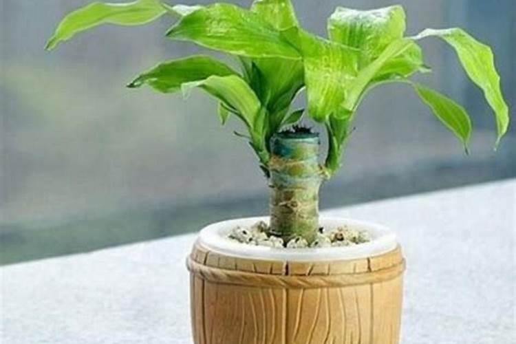 巴西木的养殖方法和注意事项