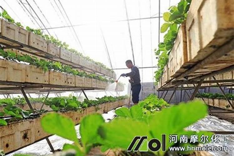 草莓膨果期使用什么肥料效果好