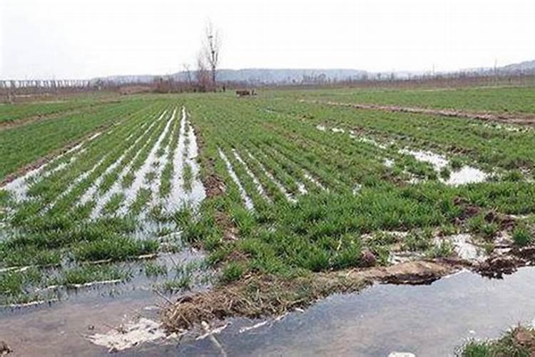 小麦撒尿素后几天浇水好