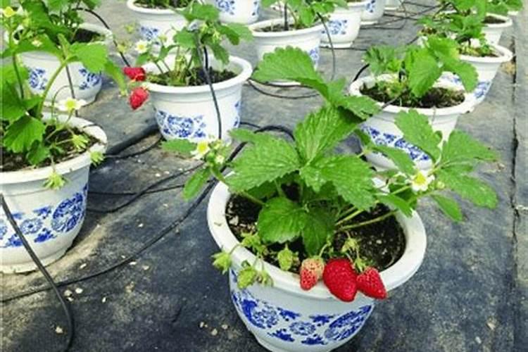草莓磷肥过量是什么症状