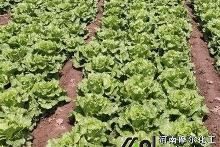生菜追肥用什么肥料见效快(种生菜用什么肥料冲施最好)