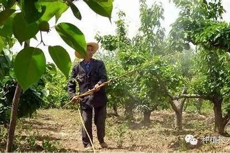 果树叶面喷施硼肥的最佳时间